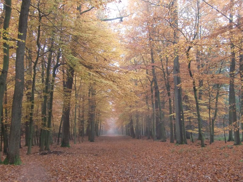 Wilseder Berg 1 2010 071